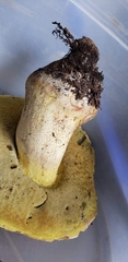 Butyriboletus abieticola
