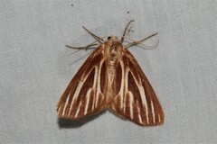 Sabulodes niveostriata