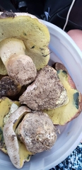Butyriboletus abieticola