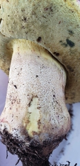 Butyriboletus abieticola