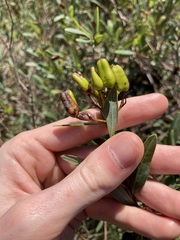 Marianthus bicolor