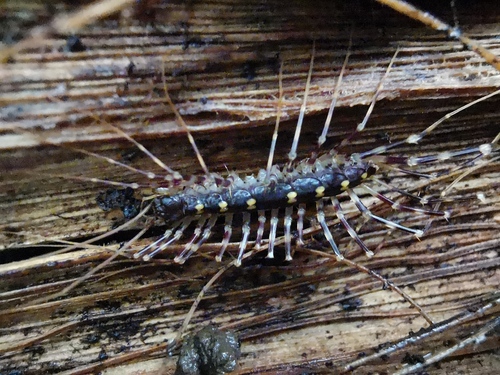 Seychellonema gerlachi photographed in Seychelles
