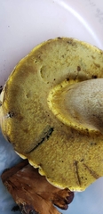 Butyriboletus abieticola