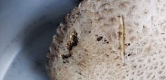 Butyriboletus abieticola