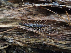 Seychellonema gerlachi