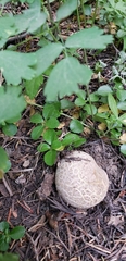Butyriboletus abieticola