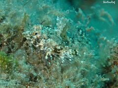 Synchiropus rosulentus