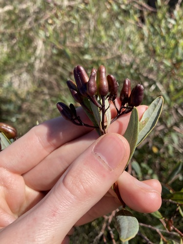 Image of Marianthus bicolor by (c) Thomas Mesaglio, some rights reserved (CC BY)