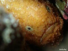 Antennatus tuberosus