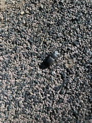 Dorcus striatipennis striatipennis