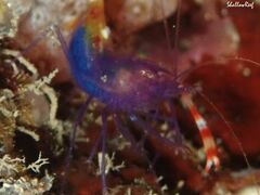 Stenopus tenuirostris