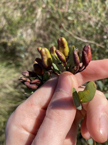 Image of Marianthus bicolor by (c) Thomas Mesaglio, some rights reserved (CC BY)