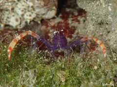 Stenopus tenuirostris