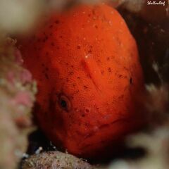 Antennatus tuberosus