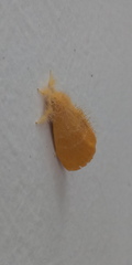 Euproctis lutea