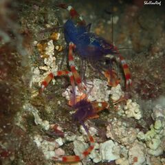 Stenopus tenuirostris