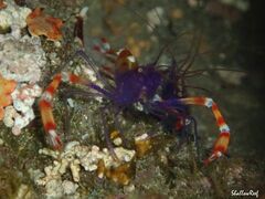 Stenopus tenuirostris