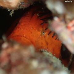 Antennatus tuberosus