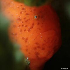 Antennatus tuberosus