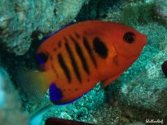 Centropyge loriculus