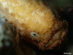 Antennatus tuberosus