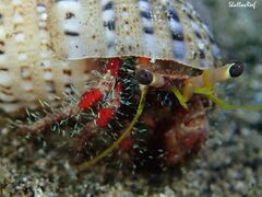Dardanus sanguinolentus