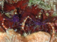 Stenopus tenuirostris