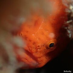 Antennatus tuberosus