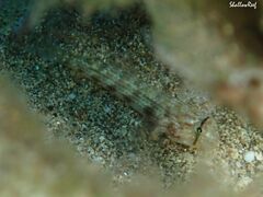 Gnatholepis cauerensis