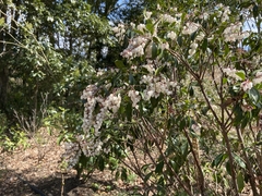 Pieris japonica japonica