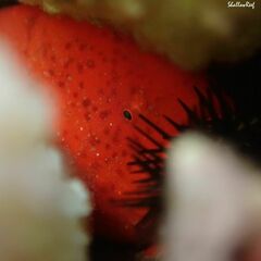 Antennatus tuberosus