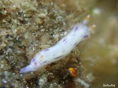 Hypselodoris bertschi