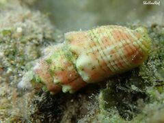 Mitra stictica