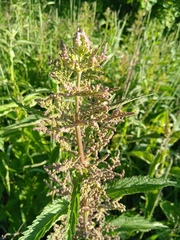 Urtica sondenii