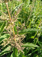 Urtica sondenii