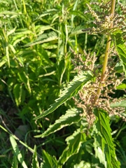 Urtica sondenii