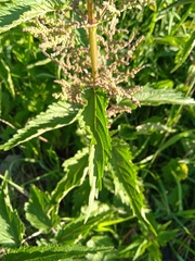 Urtica sondenii