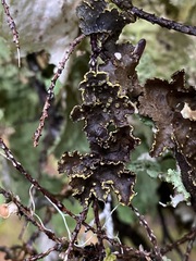 Pseudocyphellaria citrina