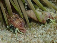 Calcinus guamensis