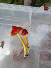 Hygrocybe acutoconica microspora