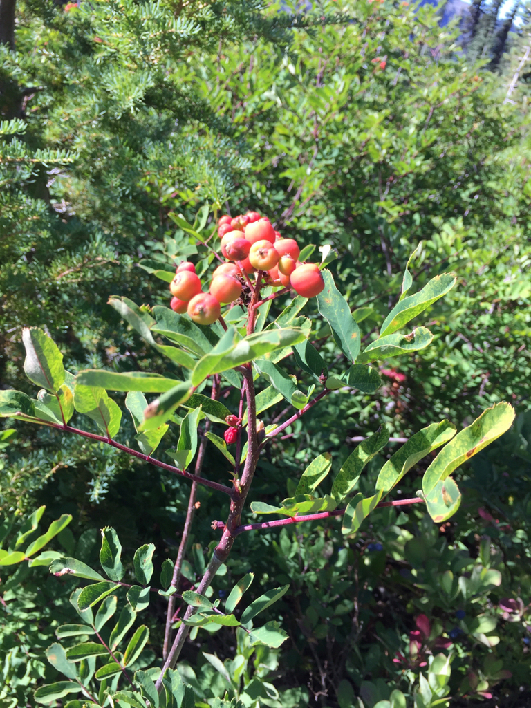 Sitka Mountain-ash (handbook For The Native Trees Of Oregon) · Inaturalist