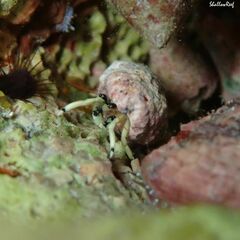 Calcinus guamensis