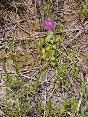 Polygala longicaulis