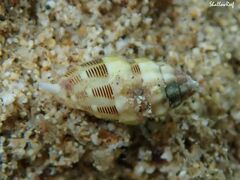 Vexillum interruptum