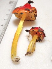 Hygrocybe acutoconica microspora