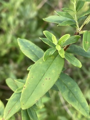 Hypericum nudiflorum