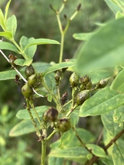Hypericum nudiflorum