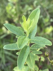 Hypericum nudiflorum