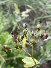 Hypericum nudiflorum