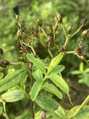 Hypericum nudiflorum